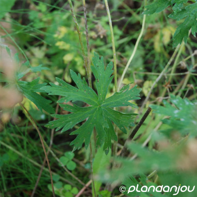Geranium sylvaticum 'Album'