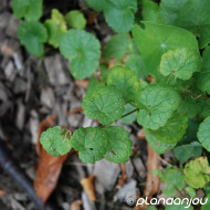 Glechoma hederacea