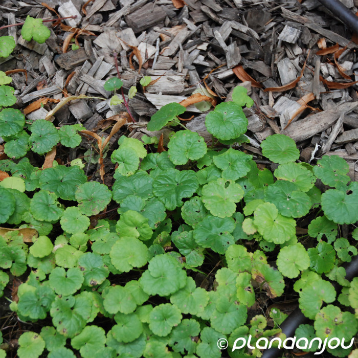 Glechoma hederacea