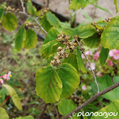 Hamamelis virginiana