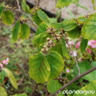 Hamamelis virginiana