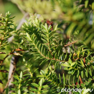 Hebe brachysiphon