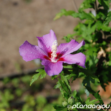 Hibiscus syriacus