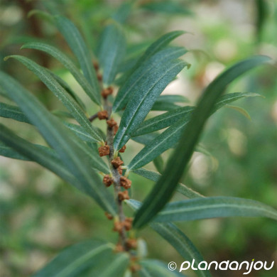 Hippophae rhamnoides