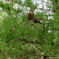 Larix decidua