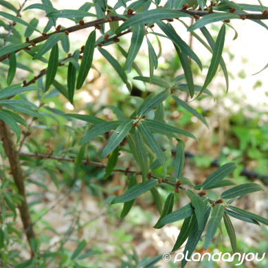 Hippophae rhamnoides