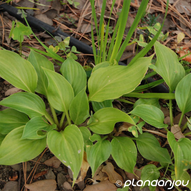Hosta ventricosa