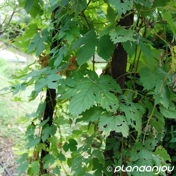 Humulus lupulus
