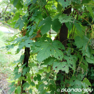 Humulus lupulus