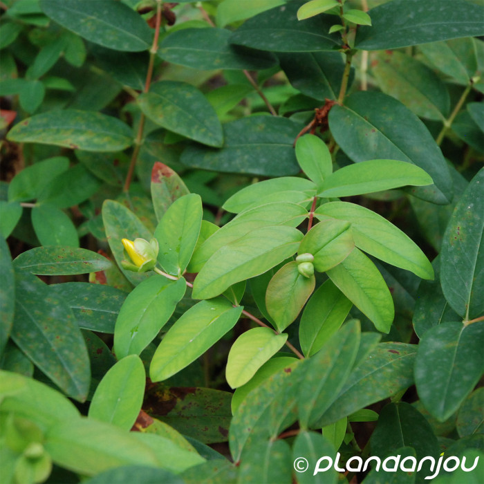 Hypericum calycinum