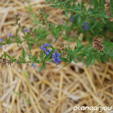 Hyssopus officinalis