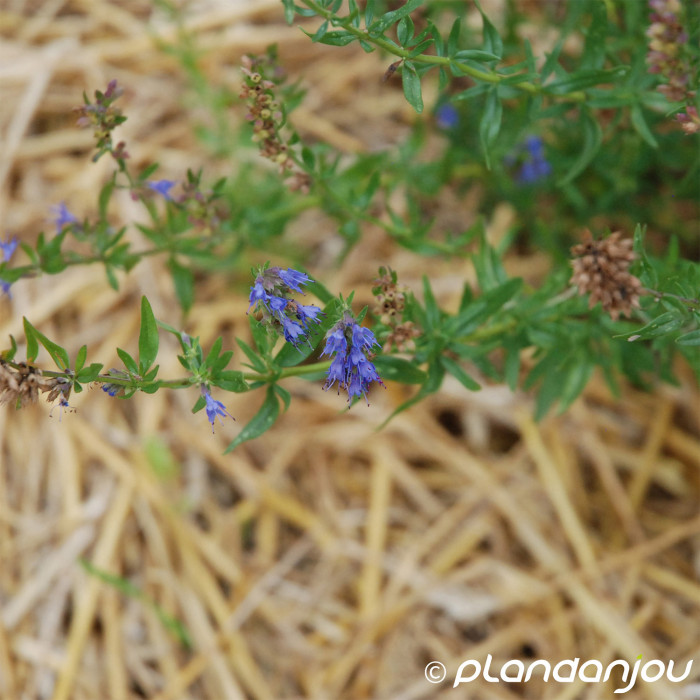 Hyssopus officinalis