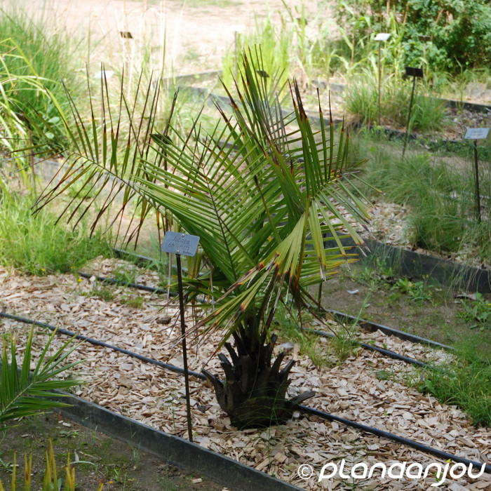 Jubaea chilensis
