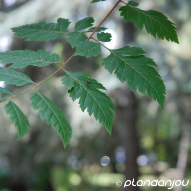 Koelreuteria paniculata