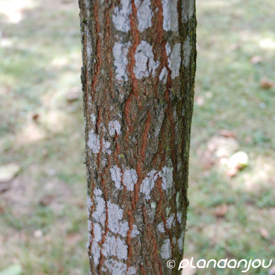 Koelreuteria paniculata