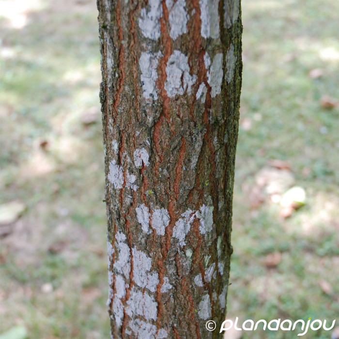 Koelreuteria paniculata