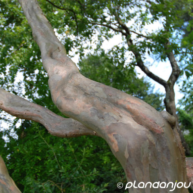 Lagerstroemia indica Terre Chinoise 'Dchin'
