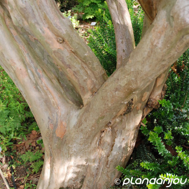 Lagerstroemia indica rouge