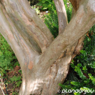 Lagerstroemia indica rouge