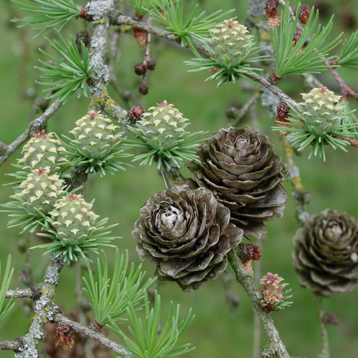 Larix decidua