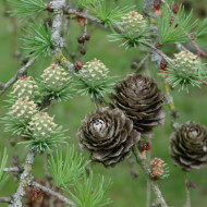 Larix decidua