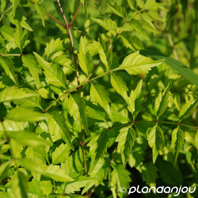 Lamium maculatum 'Album'