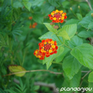 Lantana camara orange