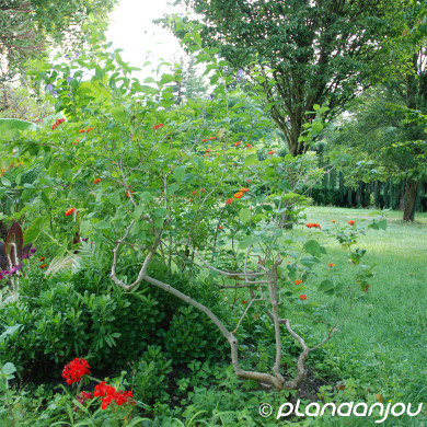 Lantana camara orange