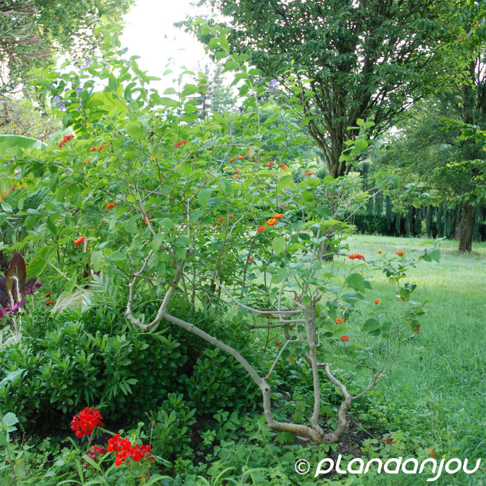 Lantana camara orange