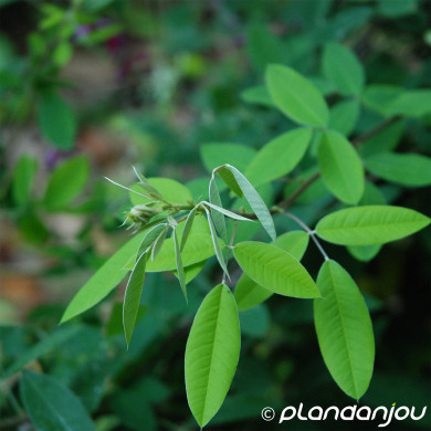 Lespedeza thunbergii