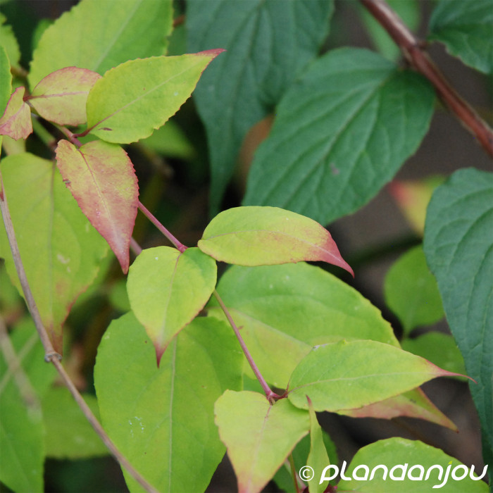 Leycesteria formosa