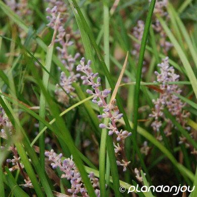Liriope muscari