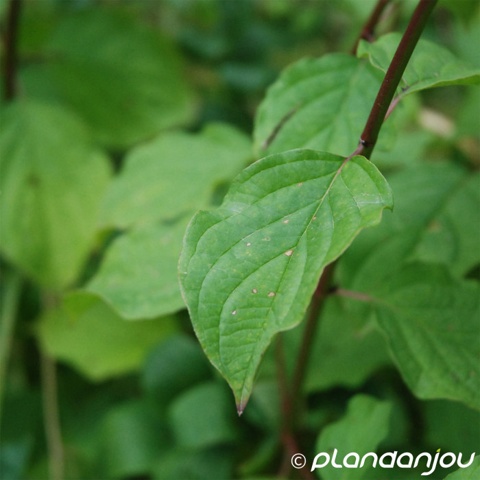 Lonicera xylosteum