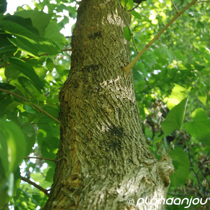 Maclura pomifera