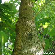 Maclura pomifera
