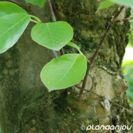 Magnolia denudata Iolanthe