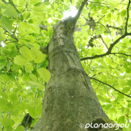 Magnolia denudata Iolanthe