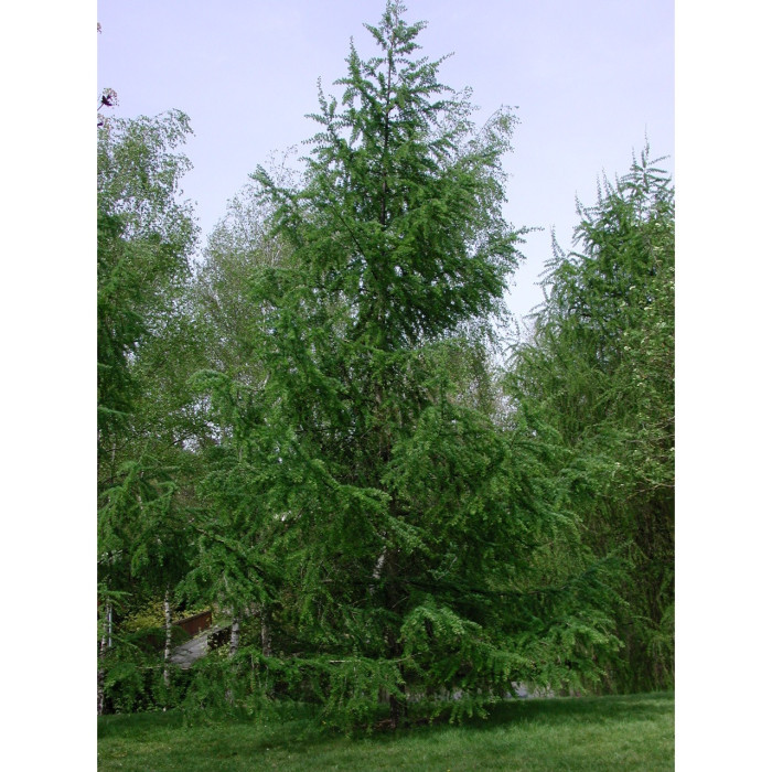 Larix kaempferi
