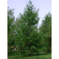 Larix kaempferi