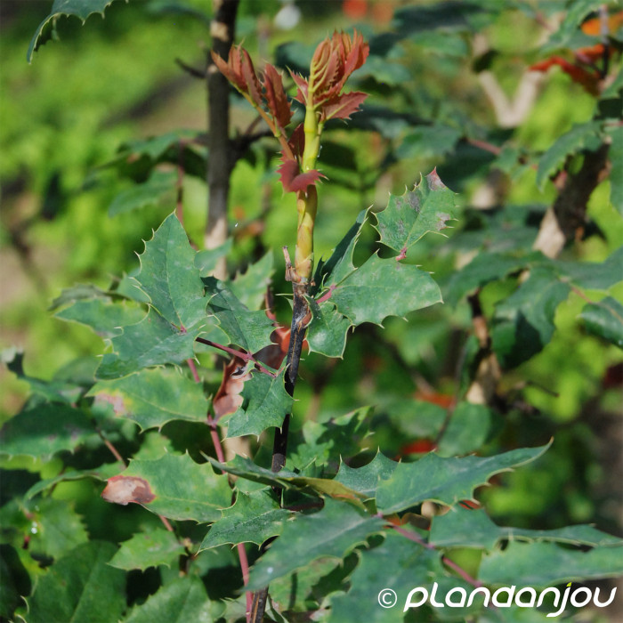 Mahonia aquifolium