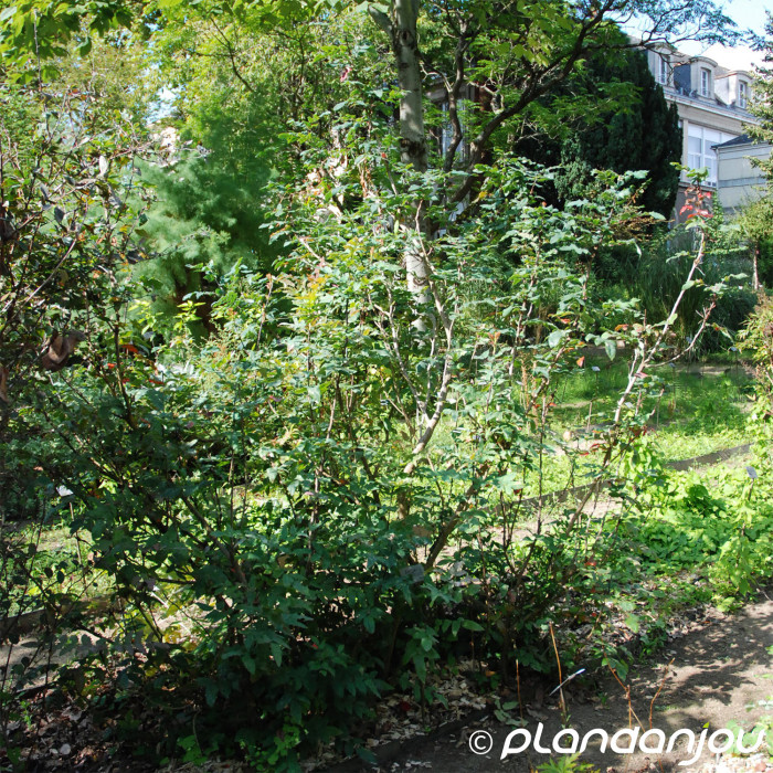 Mahonia aquifolium
