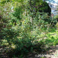 Mahonia aquifolium
