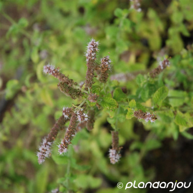 Mentha longifolia