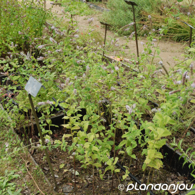 Mentha longifolia