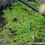 Mentha requienii