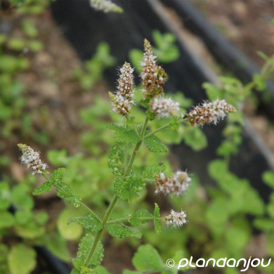 Mentha suaveolens