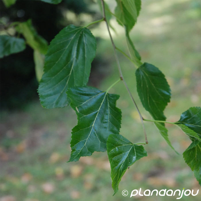 Morus alba
