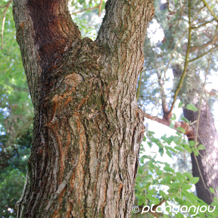 Morus alba