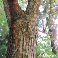 Morus alba