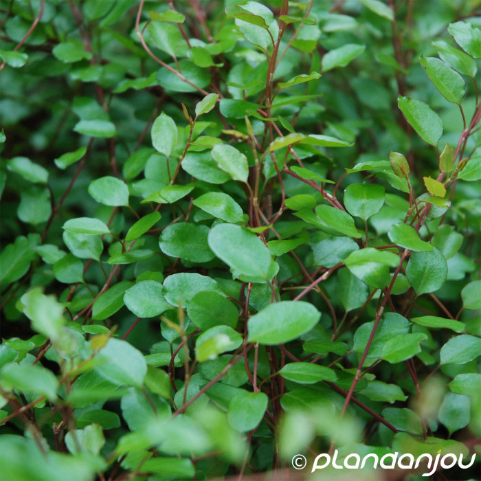 Muehlenbeckia complexa